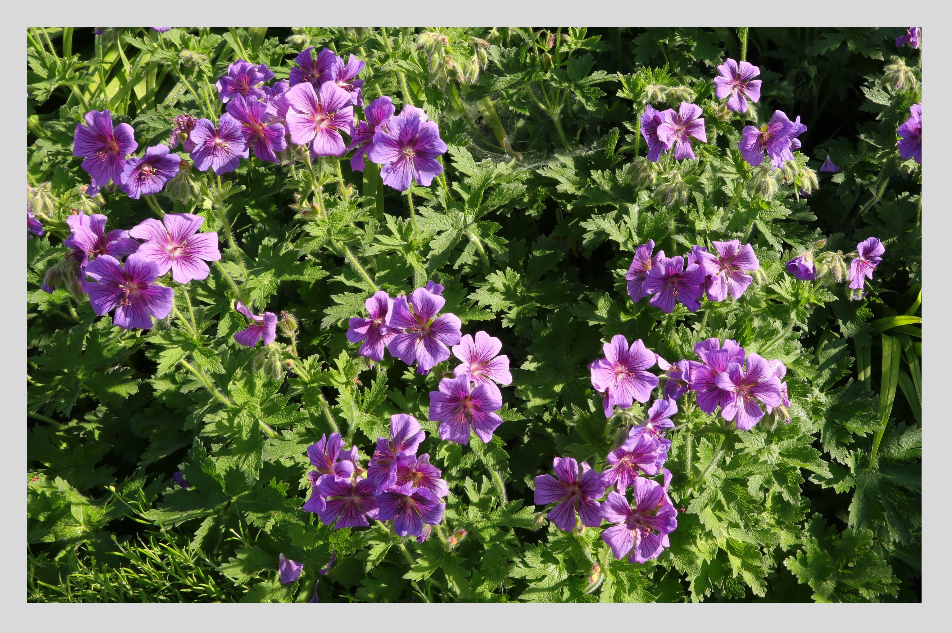 Der Storchenschnabel (Geranium spec.) blüht blau, rot, rosa, weiß und violett und wächst je nach Sorte in der Sonne, im Halbschatten oder Schatten. So ergeben sich viele Gestaltungsmöglichkeiten im Garten. Bienen, Hummeln und Schmetterlinge fliegen die Blüten an. 