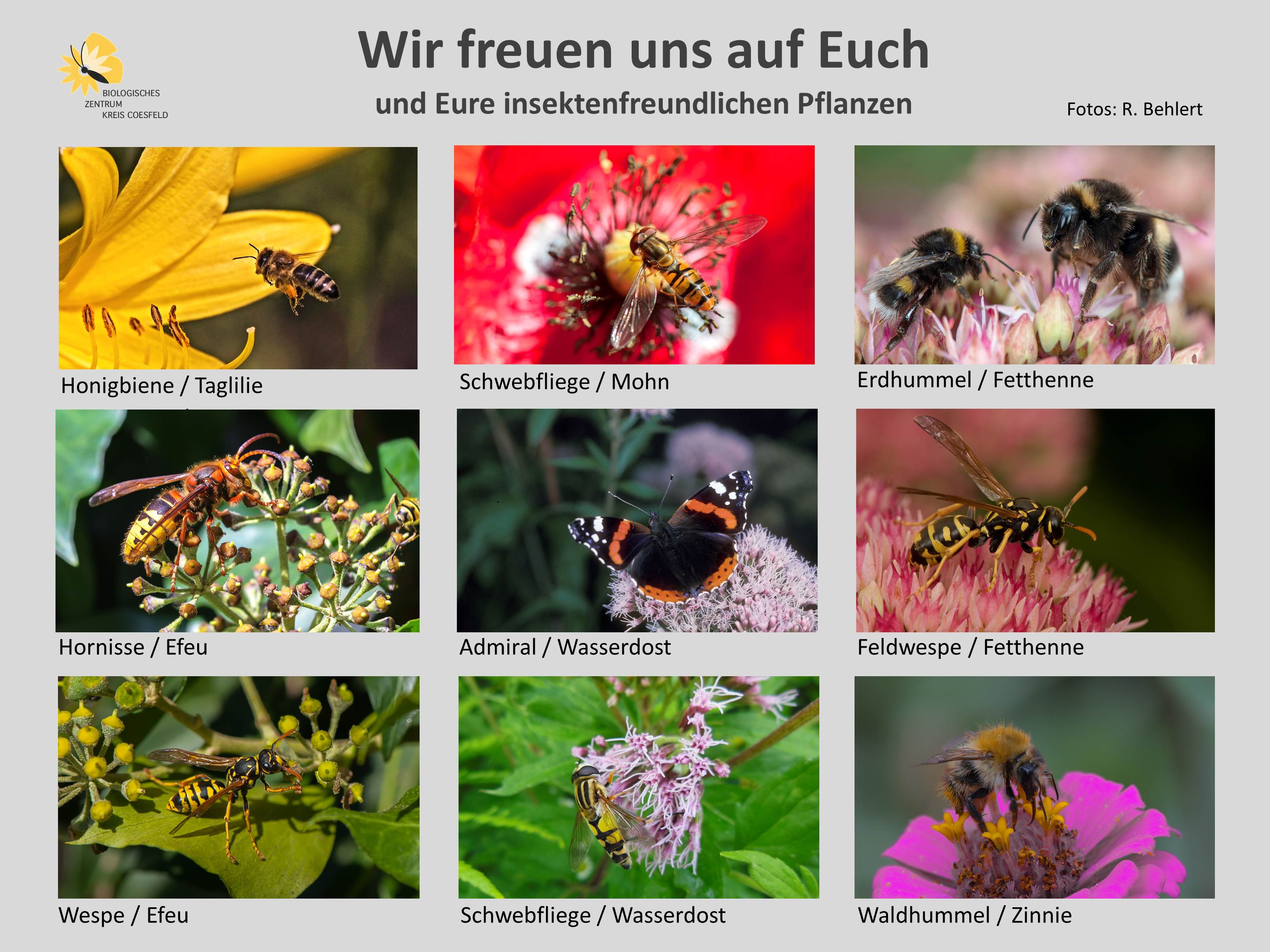 Wir freuen uns auf Euch - eine Fotoauswahl von Insekten im Garten