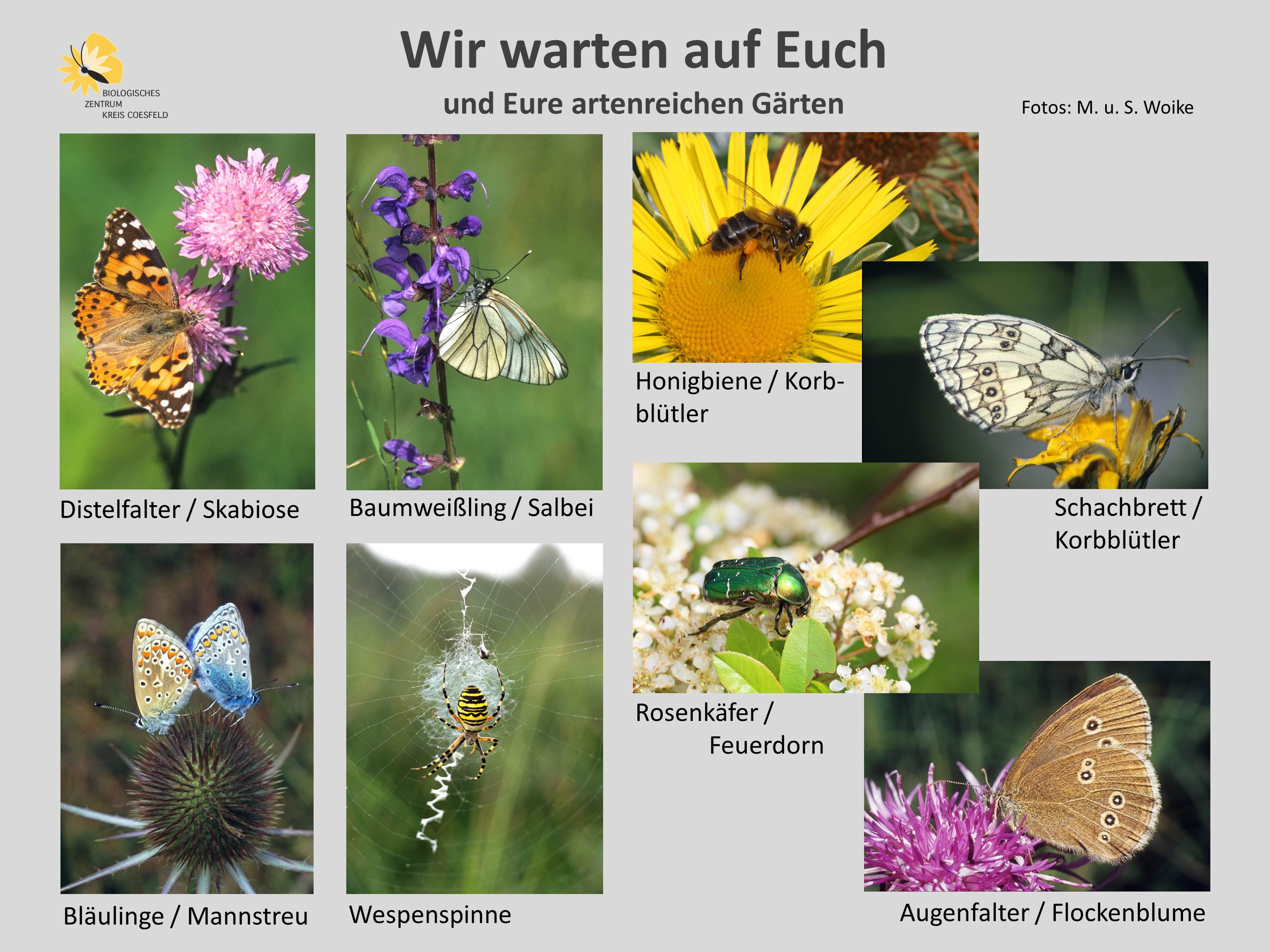 Wir warten auf Euch - eine Fotoauswahl von Insekten (u.a.) im Garten