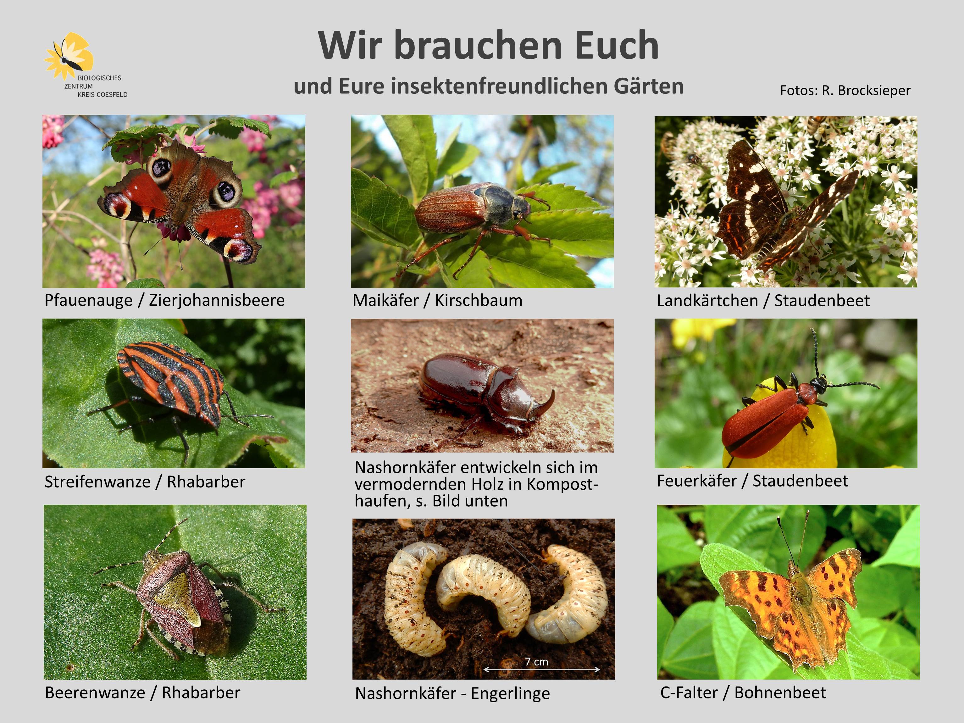 Wir brauchen Euch - eine Fotoauswahl von Insekten im Garten