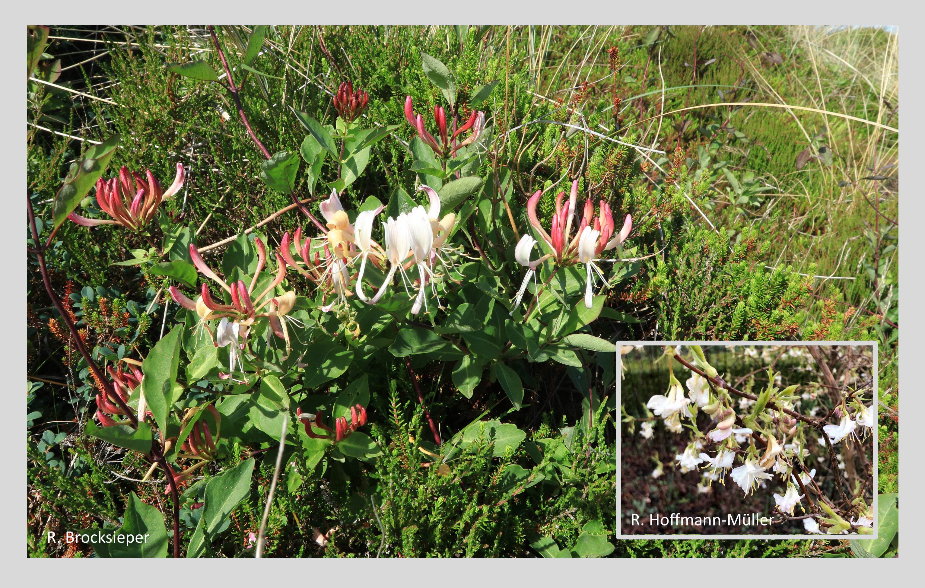 Das Waldgeißblatt (Lonicera periclymenum) blüht von Juni bis August und lockt mit seinem betörenden Duft v.a. auch Nachtschmetterlinge mit langem Rüssel magisch an. Das Duftgeißblatt (L. purpusii, kl. Bild) ist DAS Dufterlebnis im Winter. Es blüht von Dezember bis März. An warmen Wintertagen wird es von Bienen u.a. beflogen.