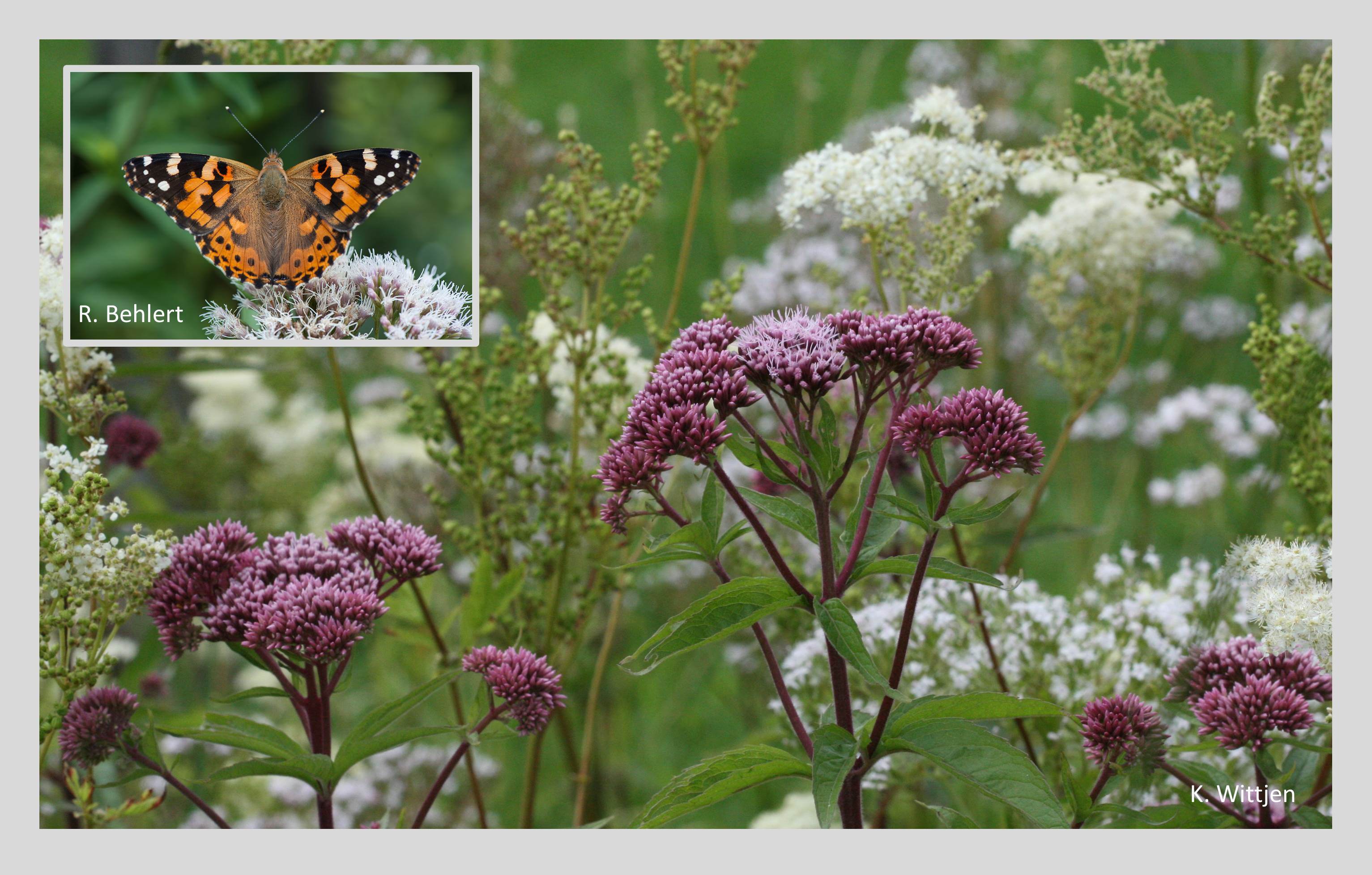 Der Wasserdost (Eupatorium cannabinum) blüht relativ spät im Jahr und hat deshalb ab August bis Oktober eine besondere Bedeutung als Nektarpflanze. Er bevorzugt einen feuchten Standort, wird bis zu 2 m hoch und ist auch im Garten dekorativ und ein Insektenmagnet – wie hier für den Distelfalter. 