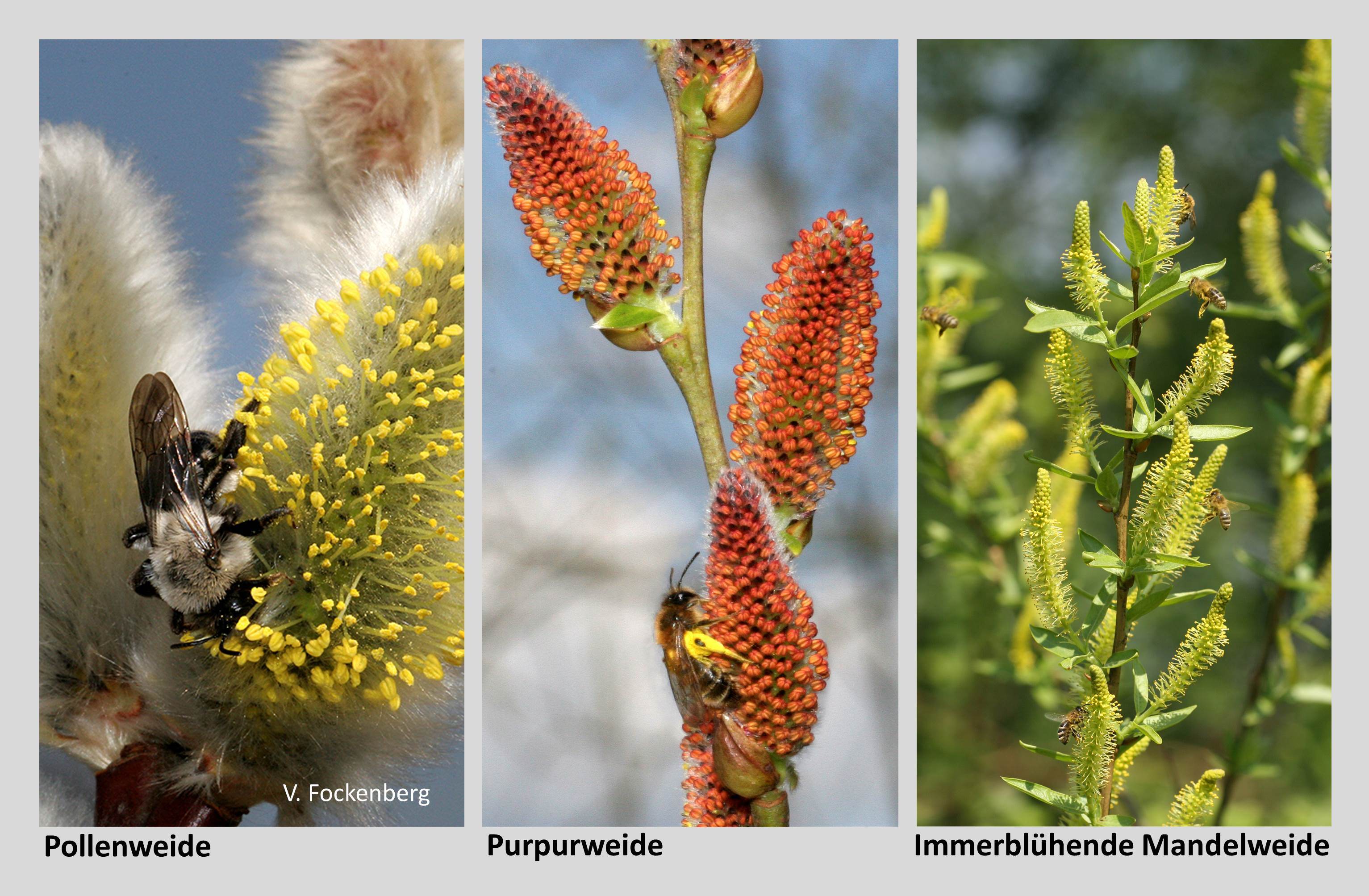 Weiden (Salix spec.) sind generell wichtige Nektar- und Pollenquellen für über 40 Bienenarten. Mit der Kombination der abgebildeten Weiden kann man den Garten um ein fast ganzjähriges Nahrungsangebot für viele blütenbesuchende Insekten nachhaltig erweitern. Mit Großer Weiden-Sandbiene und Honigbiene.