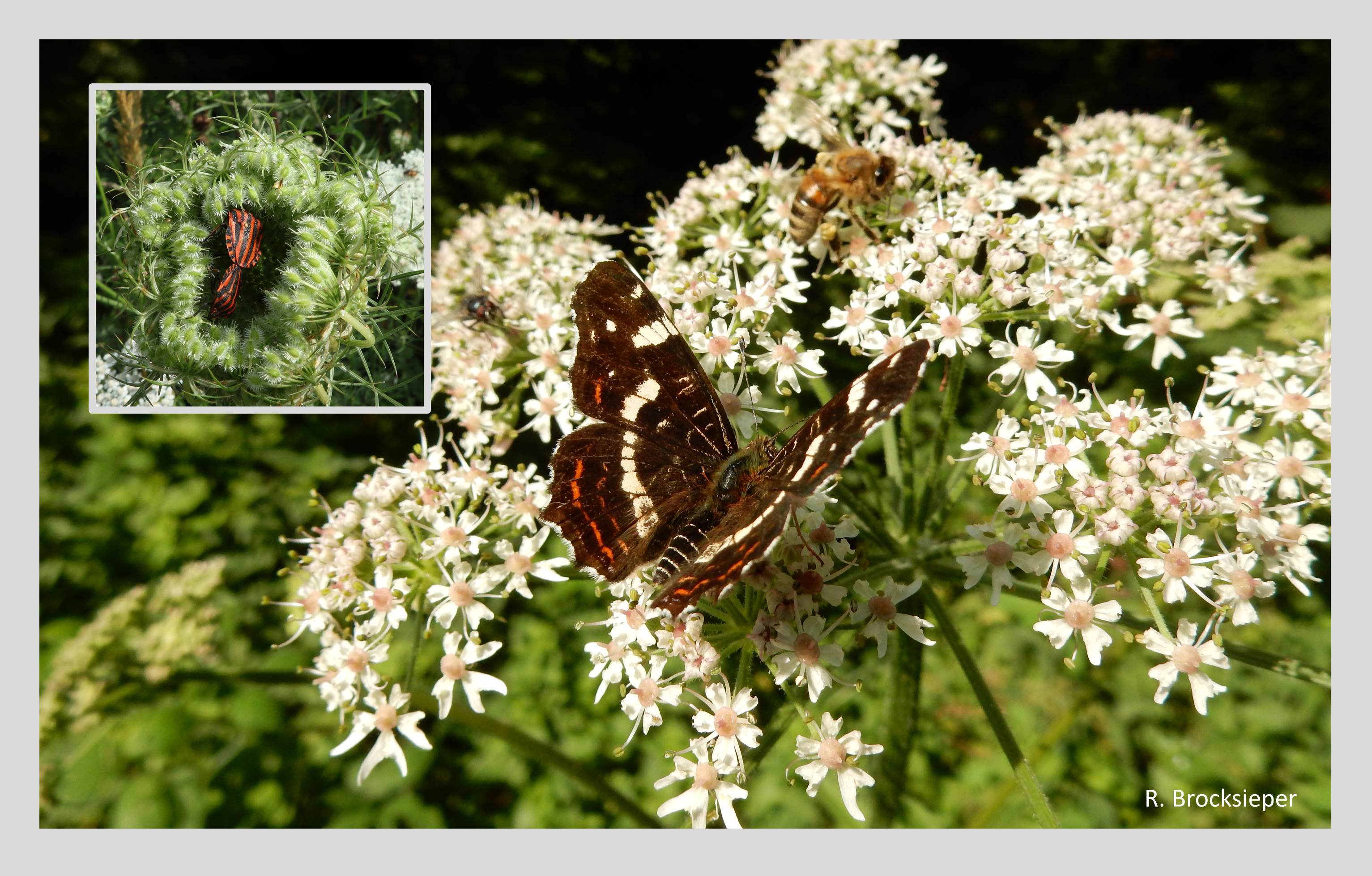 Die Doldenblütler locken viele verschiedene  Insekten an, die Nektar und Pollen sammeln oder fressen. Hier wird der Wiesen-Bärenklau (Heracleum sphondylium) von einer Biene und dem Landkärtchen besucht. An der Wilden Möhre (Daucus carota, kl. Bild) laben sich zwei Streifenwanzen. Auf Beute lauern an den Blüten häufig auch räuberische Weichkäfer und Spinnen. 