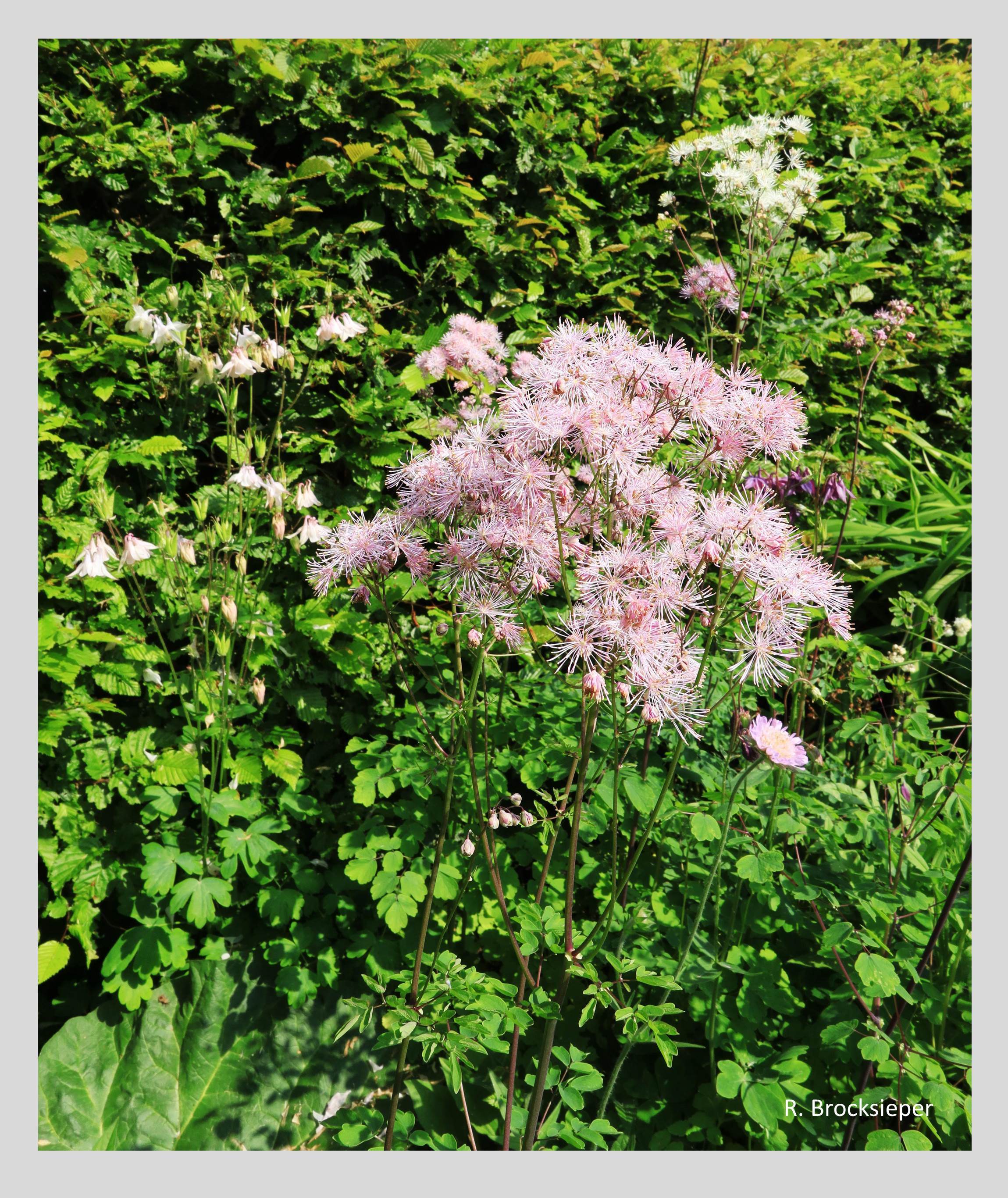 Die Wiesenraute (Thalictrum flavum) wird bis zu 1 m hoch, blüht Juni bis August und zieht Bienen, Schmetterlinge sowie Pinselkäfer und Rosenkäfer an , die an den rosafarbenen Staubblättern fressen. Die filigrane Blüte wirkt besonders gut vor einem ruhigen Hintergrund.