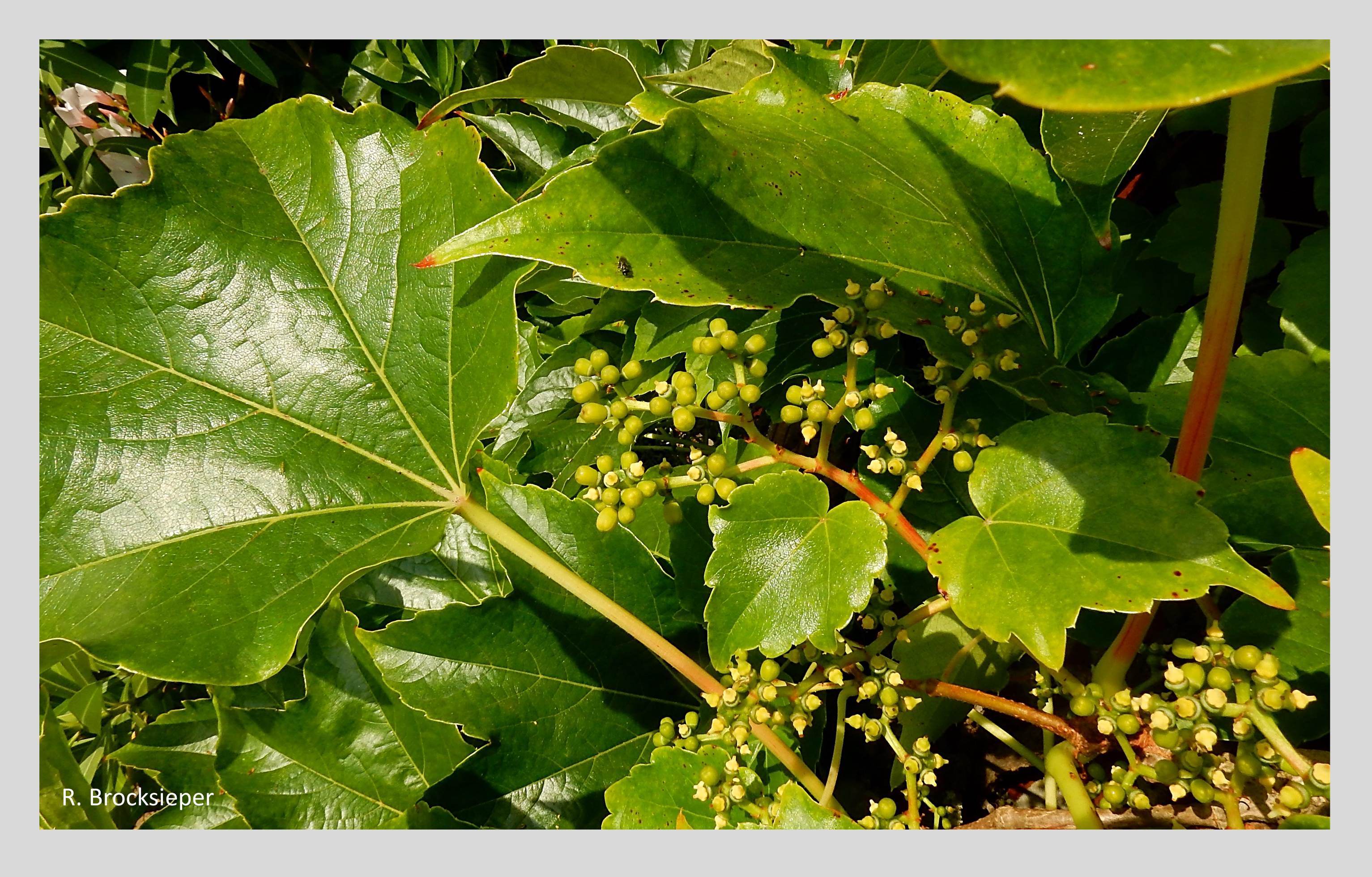 Der Wilde Wein oder die Jungfernrebe (Parthenocissus spec.) kam aus Nordamerika bzw. Asien nach Europa und begrünt hier ganze Hausfassaden. Im Juli / August sind abertausende kleine,unscheinbare Blüten eine reiche späte Bienenweide – hier brummt es geradezu! Die blau-schwarzen Beeren sind für den Menschen ungenießbar, für Vögel aber eine Delikatesse.