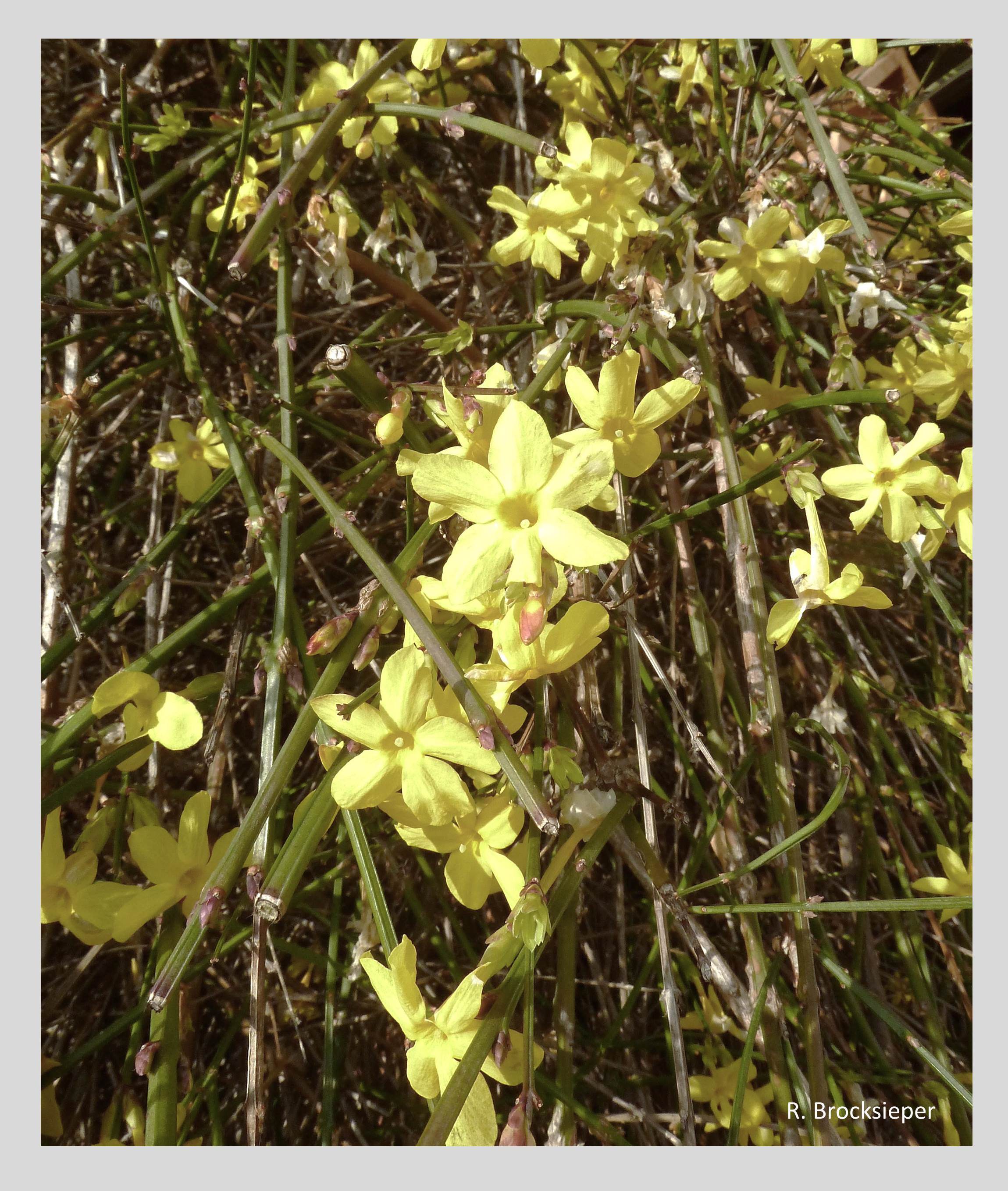 Winterjasmin (Jasminum nudiflorum) – in milden Wintern sind die Blüten eine wichtige Nahrungsquelle für Honigbienen, Wild- und  Holzbienen oder Hummeln – zudem eine winterliche Blütenpracht  für das menschliche Auge.