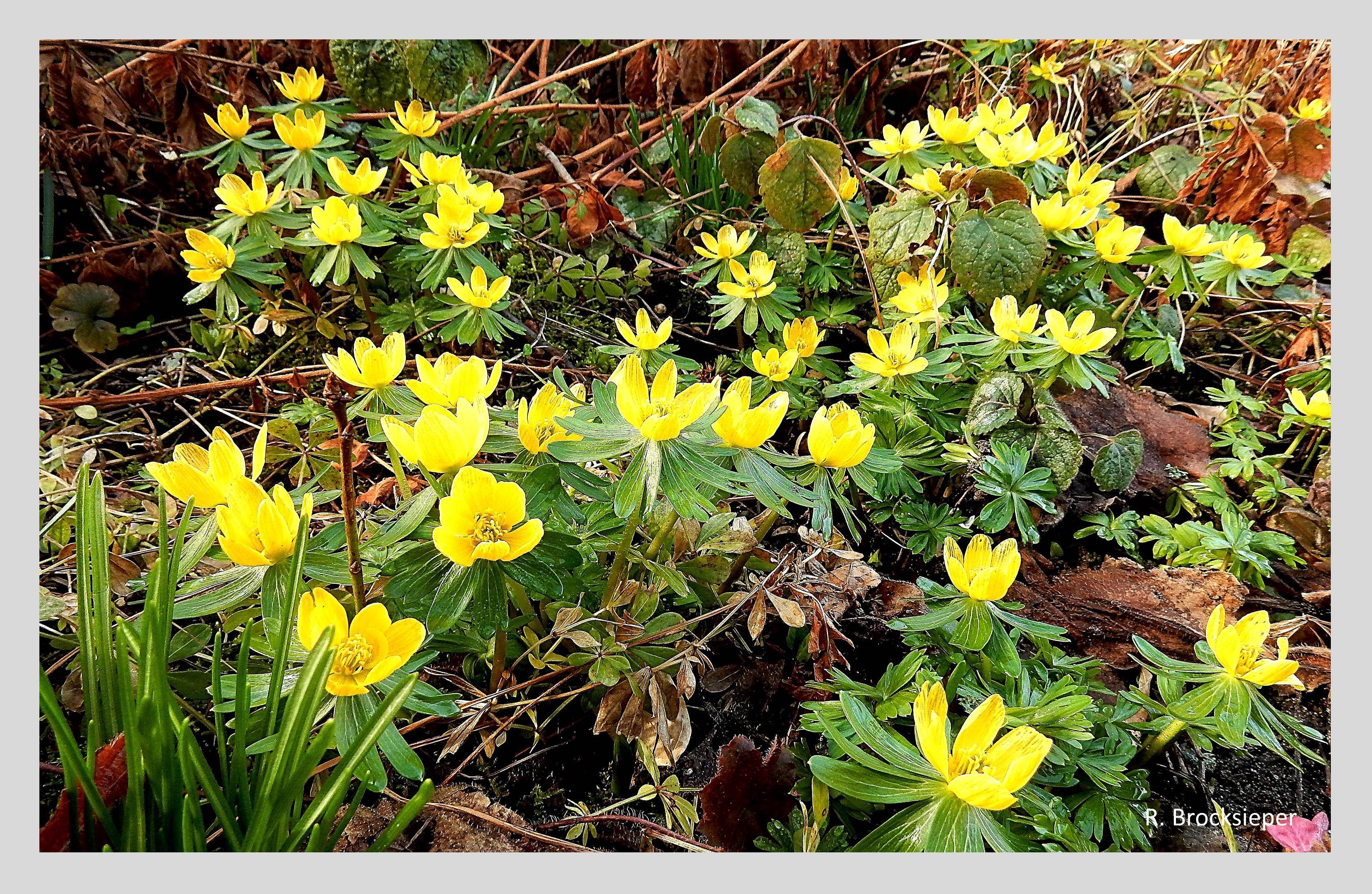 Der Winterling (Eranthis hiemalis), ein Hahnenfußgewächs aus Südeuropa, bringt bereits im Januar / Februar die ersten Farbtupfer in den winterlichen Garten. Durch Selbstaussaat bildet er Blütenteppiche für Wildbienen und Hummeln.  