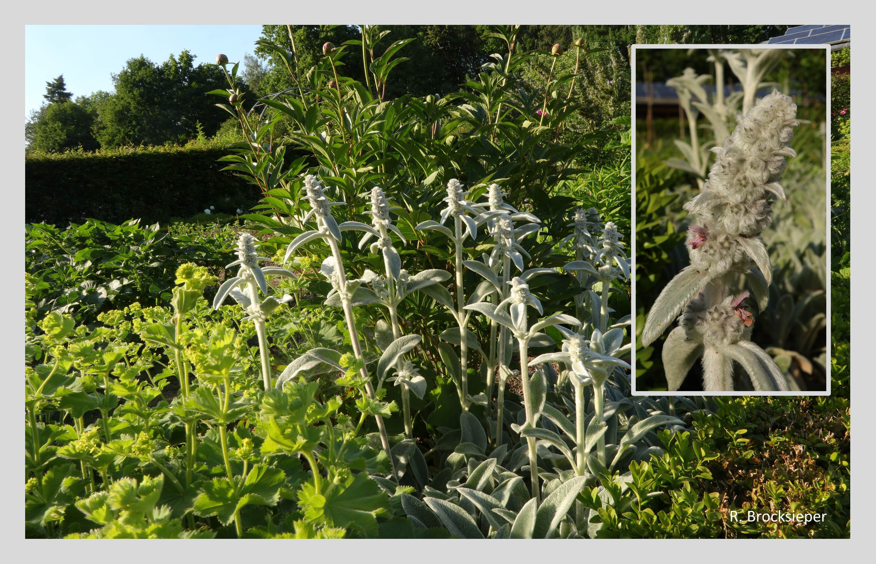 Wollziest (Stachys byzantina) – ist ein guter Bodendecker und sorgt mit seinen silbrig-filzigen Blättern im Staudenbeet für einen farbigen Akzent. Die unscheinbaren blassrosa Blüten ziehen  Insekten magisch an.   