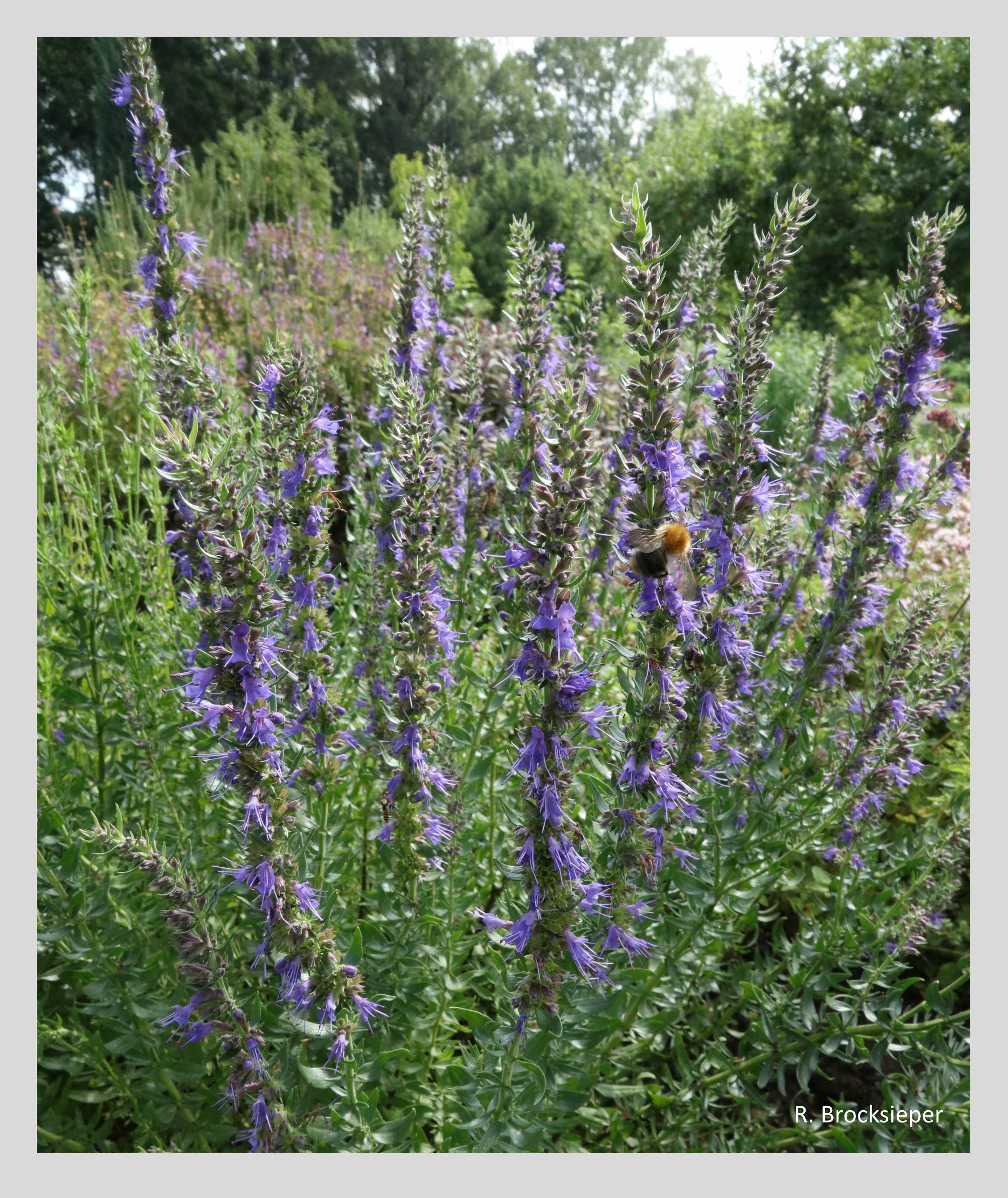 Der Ysop (Hyssopus officinalis) passt mit seinen tiefblauen Blüten sowohl ins Blumen- als auch ins Kräuterbeet. Hummeln, Bienen und Schmetterlinge besuchen intensiv seine Blüten, in der Küche würzen die aromatischen Blätter Eintöpfe.