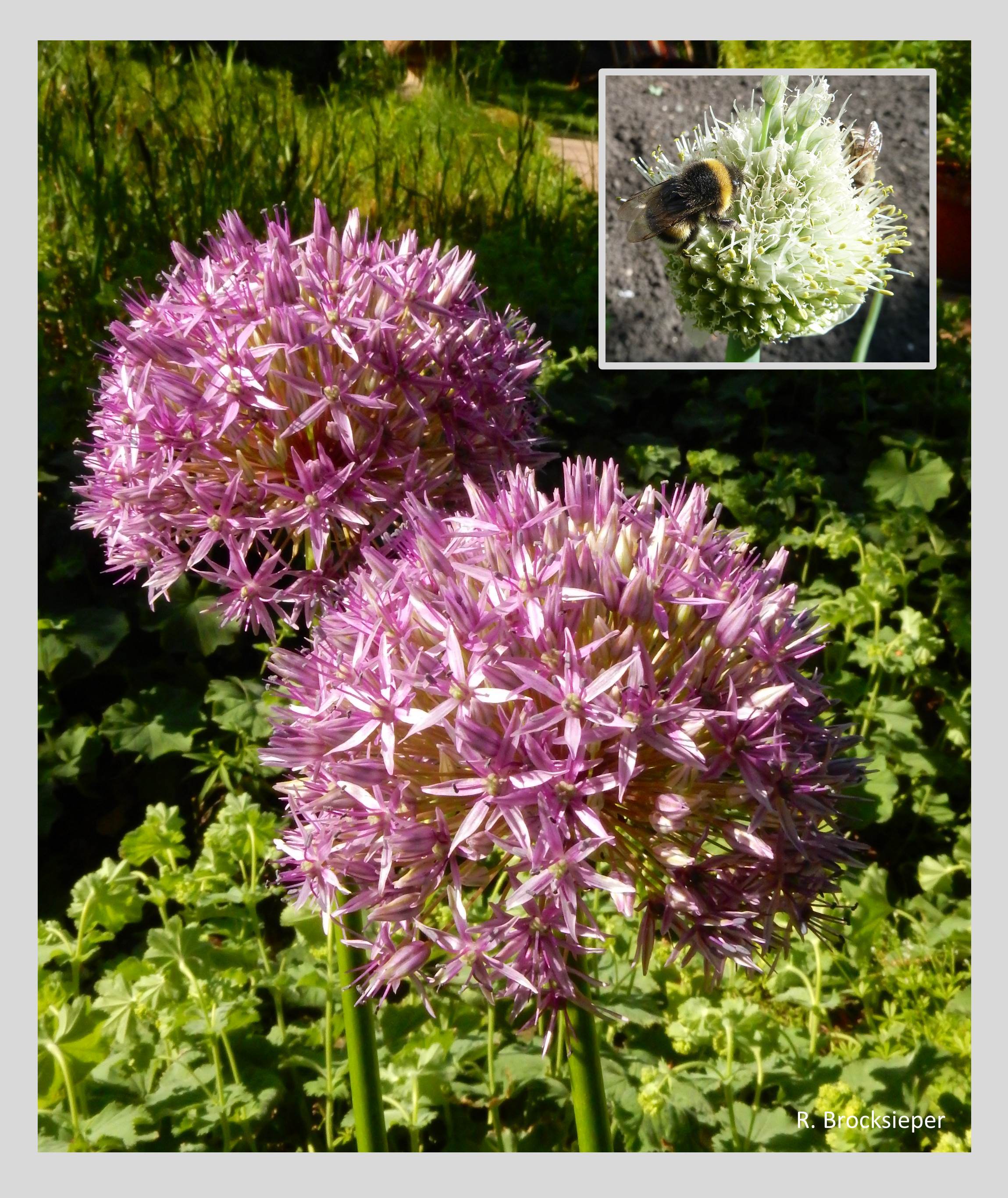 Zierlauch (Allium spec.) findet sich immer häufiger in den Gärten. Er blüht lila oder weiß in verschiedenen Höhen, reckt sich imposant über andere Stauden empor. Blüten von Zwiebel und  Schnittlauch im Gemüsebeet werden genauso gern von Insekten beflogen (kl. Bild).