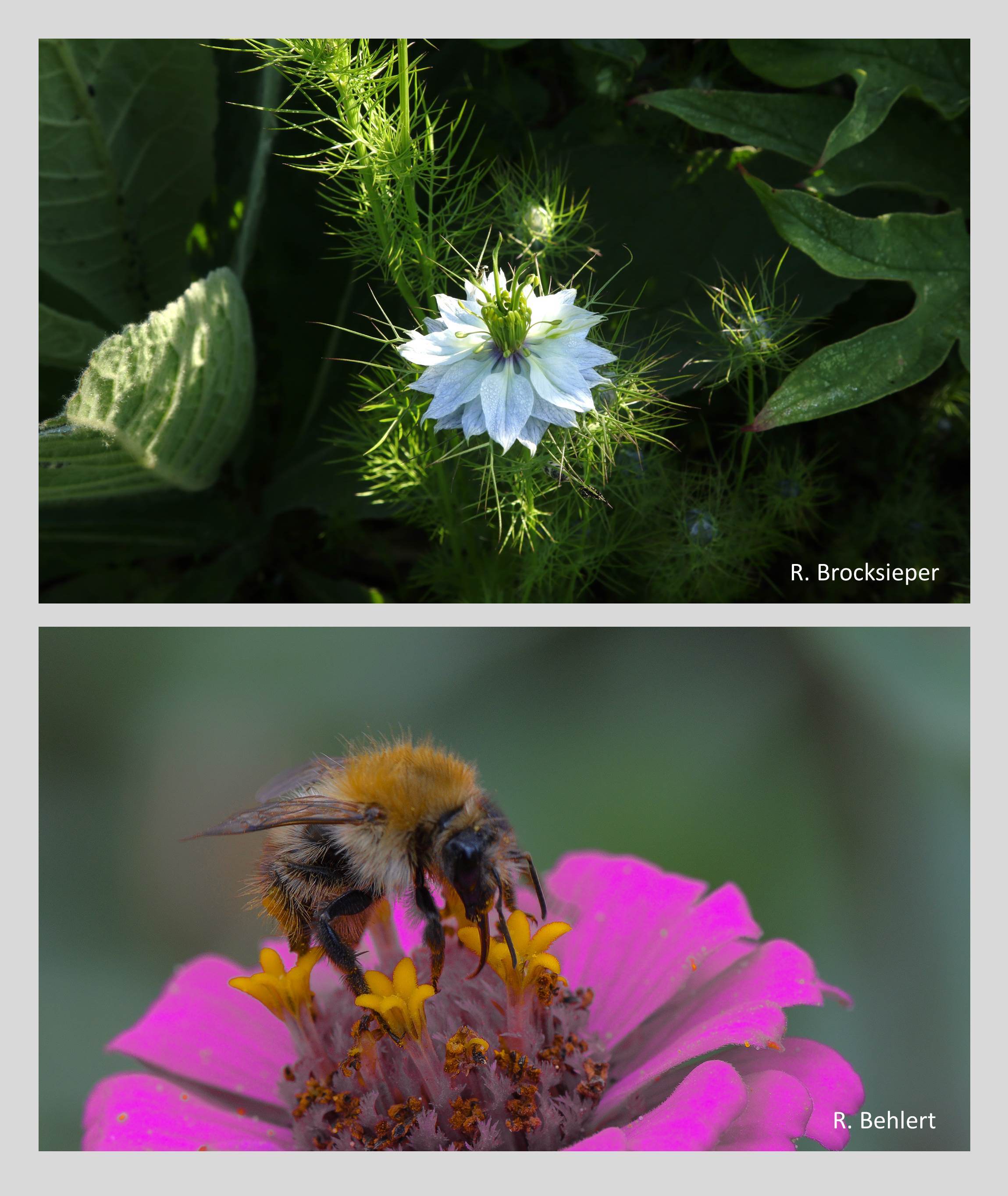 Die einjährigen, ungefüllten Sommerblumen, hier Zinnie (Bild unten) und Jungfer im Grünen, blühen bis in den Herbst und bieten vielen Insektenarten Nahrung. Freie Beete oder Flächen lassen sich schnell einsäen und in farbenfrohe Hingucker verwandeln.