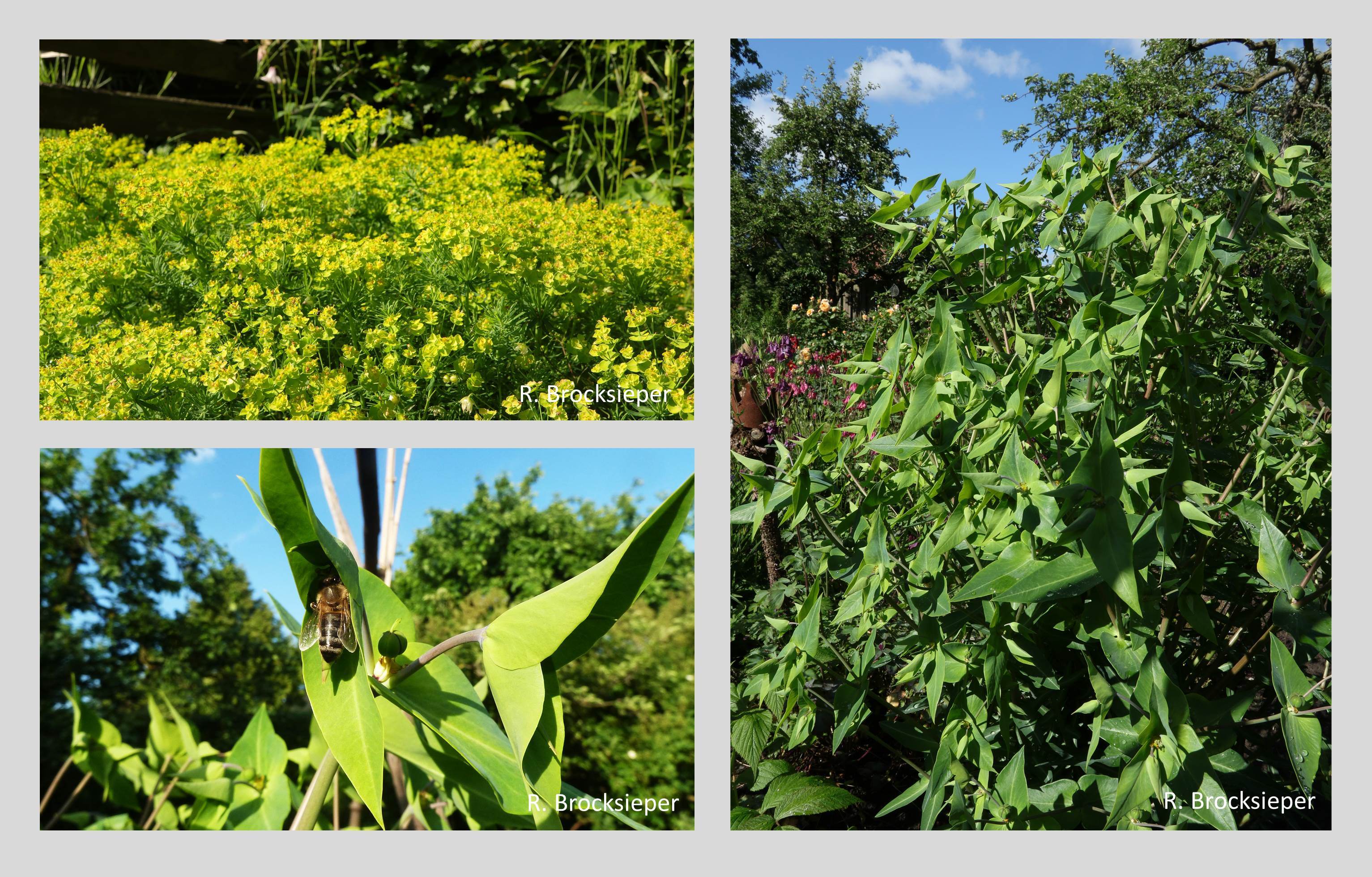 Die Zypressenwolfsmilch (Euphorbia cyparissias) bildet an mageren, trocken-warmen Standorten leuchtend gelb-grüne Teppiche. Die kleinen Blüten locken Bienen und Hummeln. Die leuchtend gelben Hochblätter erfreuen das menschliche Auge. Auch die imposante 2-jährige kreuzblättrige Wolfsmilch (E. lathyris) wird gern beflogen und soll im Garten gegen Wühlmäuse helfen. 