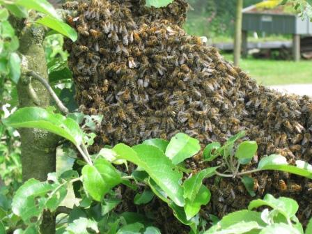 bienenschwarm