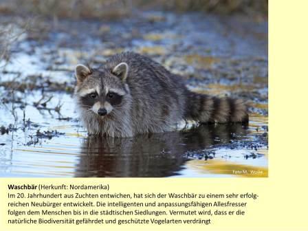 Waschbär