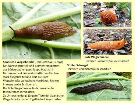 Spanische Wegschnecke