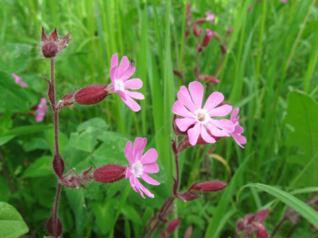 Lichtnelke auf der Blumenwiese